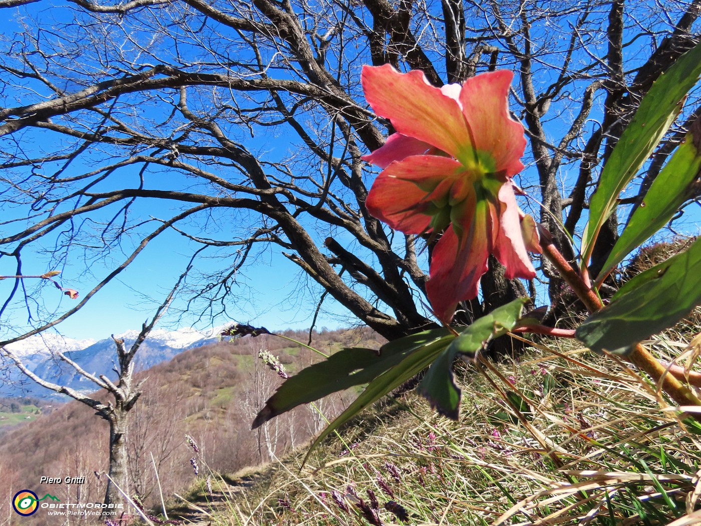 05 Helleborus niger (Elleboro) verrso la fruttescenza.JPG